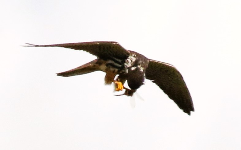 Hobbies have been quite scarce at Summer Leys for the last few years. So it was great to see this one today, although distant. #northantsbitds @TwitterNatureCommunity <a href="/wildlifebcn/">The Wildlife Trust for Beds, Cambs & Northants</a> <a href="/Natures_Voice/">RSPB</a> <a href="/NatureUK/">NatureUK</a>