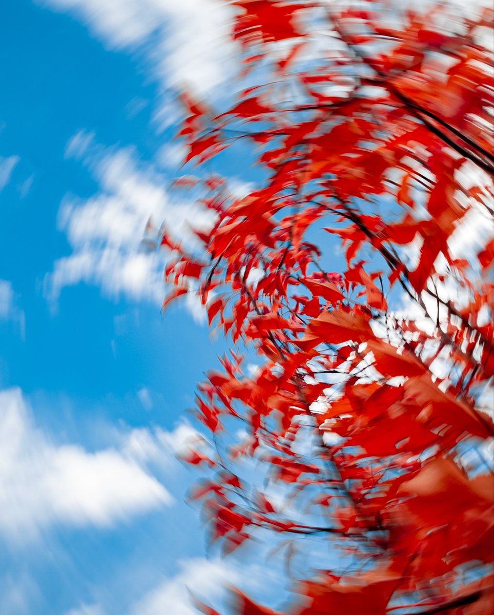 Share your picture of leaves! 🍁📸