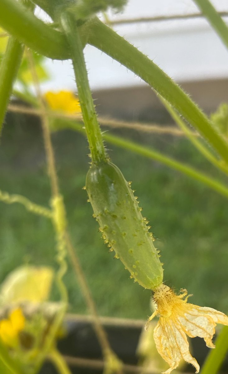 Pollination is extremely important for Boston pickling cucumbers. If you notice a lack of bees, use a cotton swab to hand pollinate each flower and soon you’ll start to see them grow!