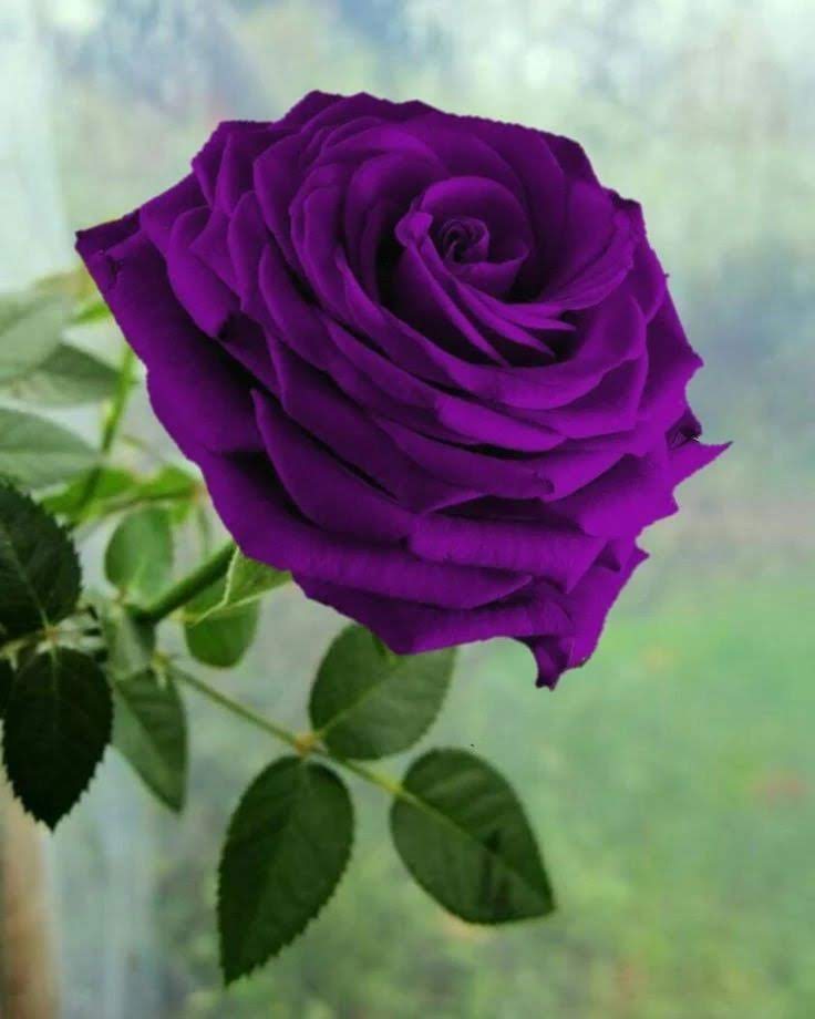 <a href="/nomoreabuse2018/">Fred Evans</a> Thank You so much Fred 💜
I wish a wonderful too 🌞