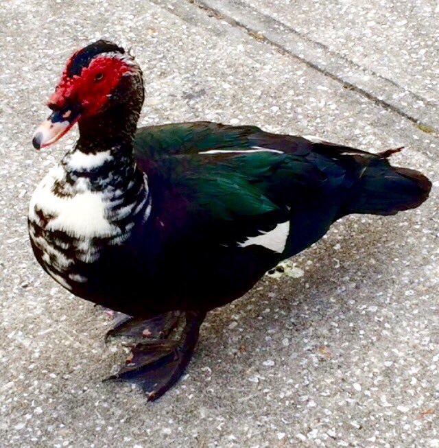 It might walk like a duck and quack like a duck, but #photographer and children's author, Donna L. Peterson isn't quite convinced it is a duck. Follow Donna and her avian pals at LushLandscapes and at DonnaLPeterson1.
3-0032