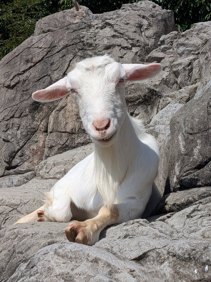 ヤギさん´(
