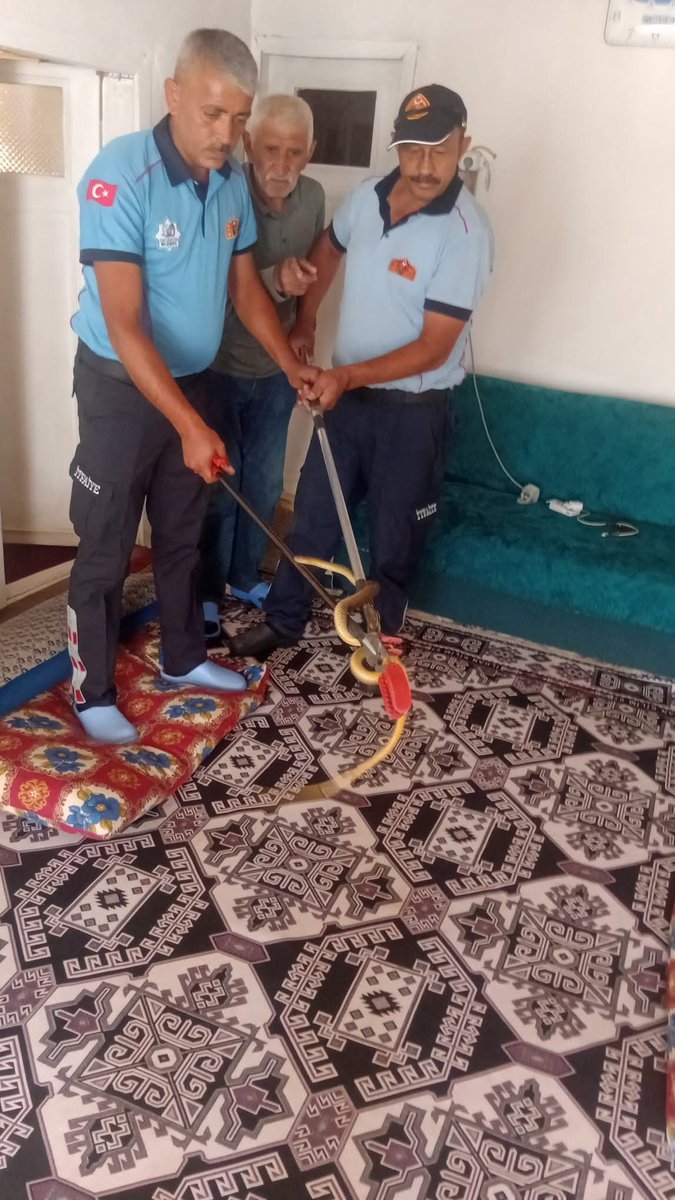 Ortaköy’de Evine Yılan Giren Vatandaşın İhbarına İtfaiye Müdahale Etti Hacıibrahimuşağı Köyü’nde bir vatandaşın evine yılan girmesi üzerine durum Ortaköy İtfaiye Müdürlüğü ekiplerine bildirildi.