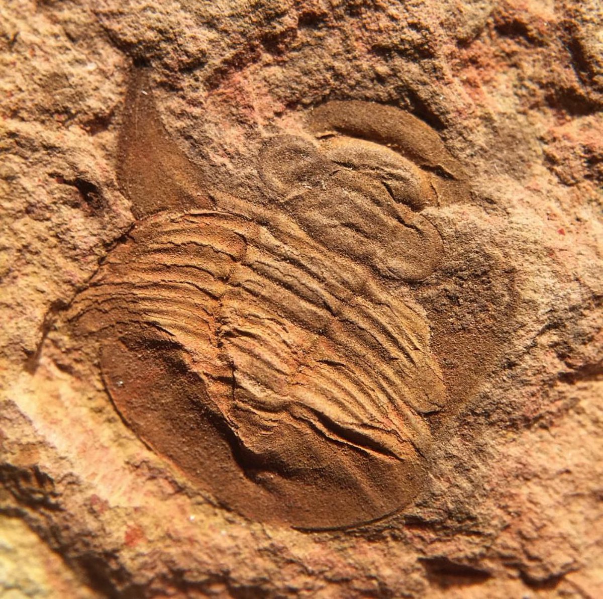 𝙏𝙖𝙢𝙙𝙖𝙨𝙥𝙞𝙨 𝙟𝙞𝙣𝙜𝙭𝙞𝙚𝙣𝙨𝙞𝙨 Zhu, Peng, Du &amp; Hu, 2007
Ceratopygidae
Sandu Fm., Furongian, Upper Cambrian
Jingxi, Guangxi Prov., China
#trilobites #fossilfriday