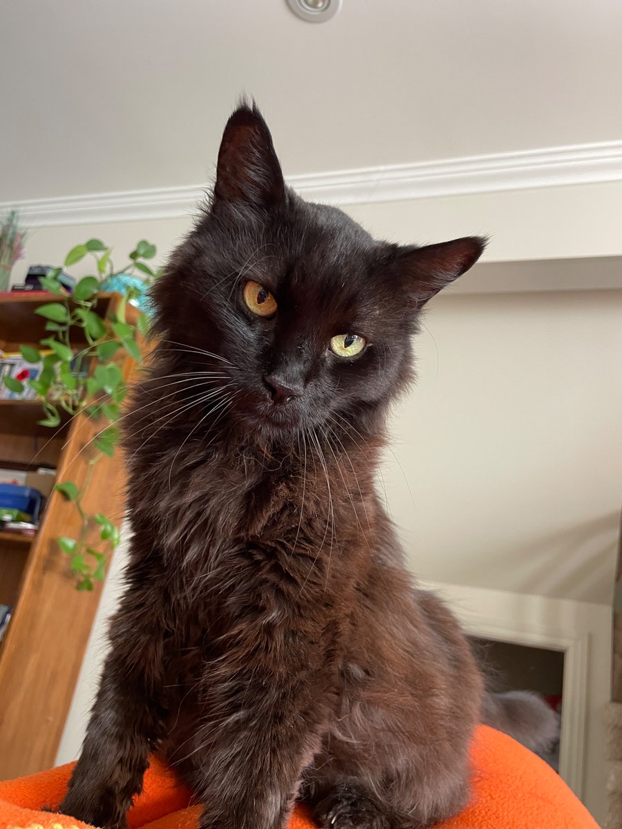 Sevtap Savas, PhD (she/her) tweet media