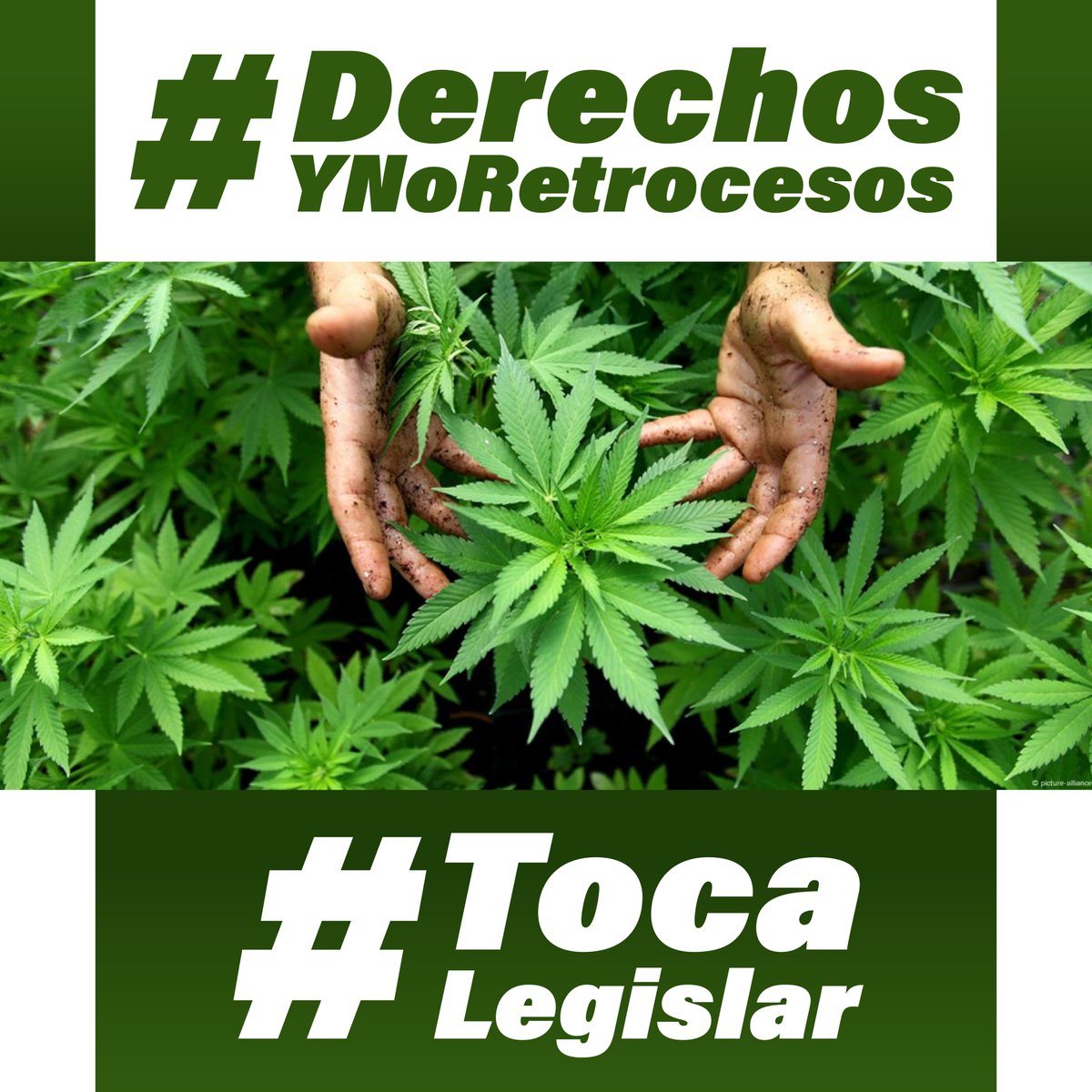 La prohibición del cannabis es inconstitucional, pero la falta de regulación de Cofepris nos mantiene en la ilegalidad. ¡Ya basta de ineficiencia! La gente merece vivir bajo un marco legal claro y justo. #DerechosYNoRetrocesos #TocaLegislar