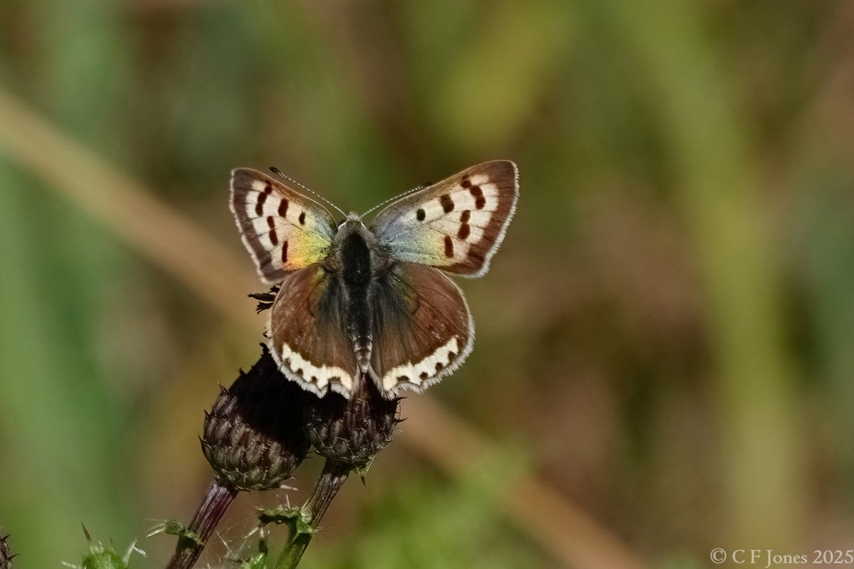 Craig Jones (@craig63jones) on Twitter photo Small Copper ab. schmidtii. Bridgnorth, Shropshire 29/8/25
<a href="/BC_WestMids/">West Midlands Butterfly Conservation</a> <a href="/savebutterflies/">Butterfly Conservation 🦋</a> Small Copper ab. schmidtii. Bridgnorth, Shropshire 29/8/25
<a href="/BC_WestMids/">West Midlands Butterfly Conservation</a> <a href="/savebutterflies/">Butterfly Conservation 🦋</a>