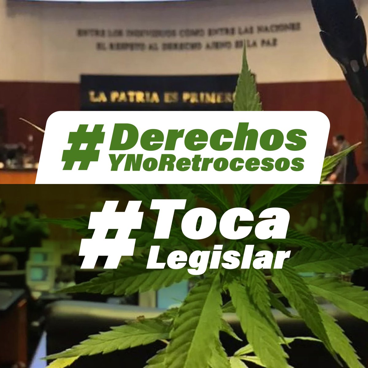 Derechos ✅️
Libertades ✅️
Protección y libre consumo ✅️

#DerechosYNoRetrocesos 
#TocaLegislar