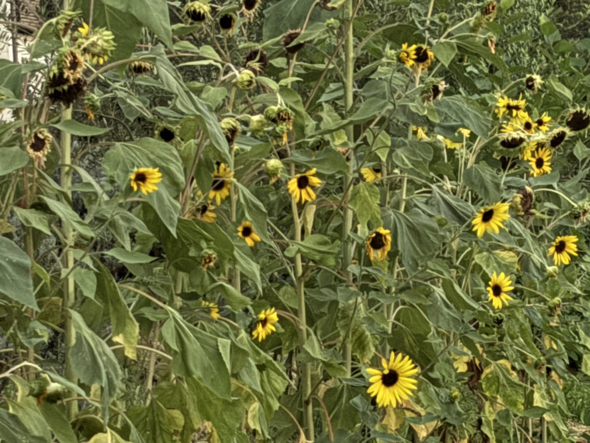 2025.8.30
今日のお花
ハーブ🌿ガーデンのひまわり🌻

頑張って咲いてる

私も頑張ろ