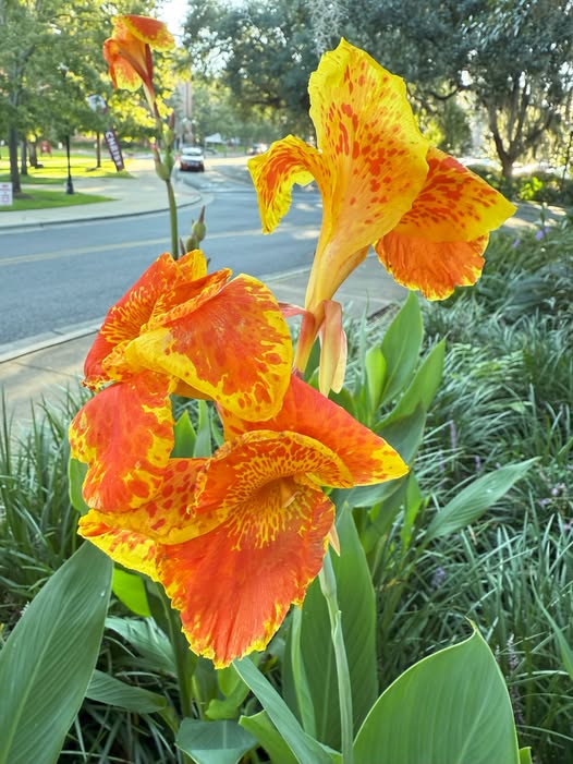 FSUFacilities's tweet photo. Happy #FloraFriday from the 'Yellow King Humbert' Canna that is blooming near the Greek Garden! This variety was first described in a plant catalog in 1929 and has become popular with gardeners across the world.
#FSU #FSUFacilities @fsu_fsl https://t.co/ofS24sM3Sp