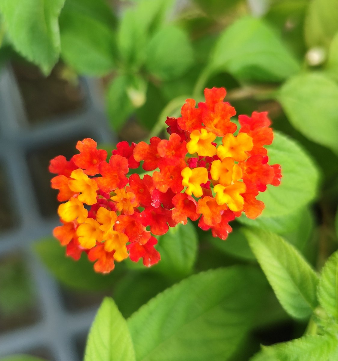 おはようございます(⌒▽⌒)
今朝は少し蒸してますかね⁉️
寝苦しさは無かったです
日中は暑くなるよね
水分補給しっかりとしてくださいね
今日も宜しくお願いします
#TLを花でいっぱいにしよう