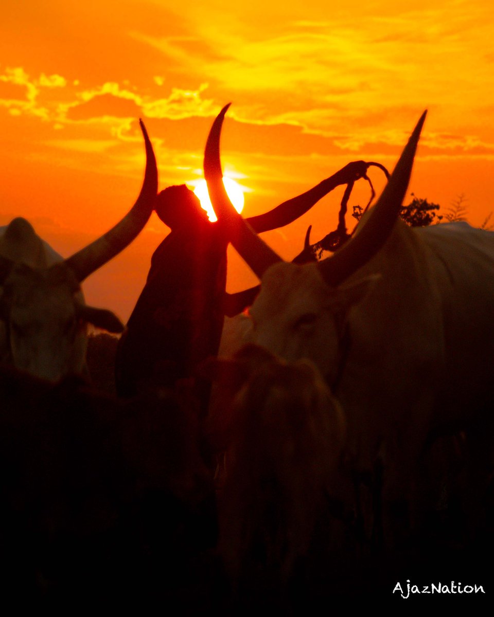 Sunset magic with Dinka and Mundari of South Sudan