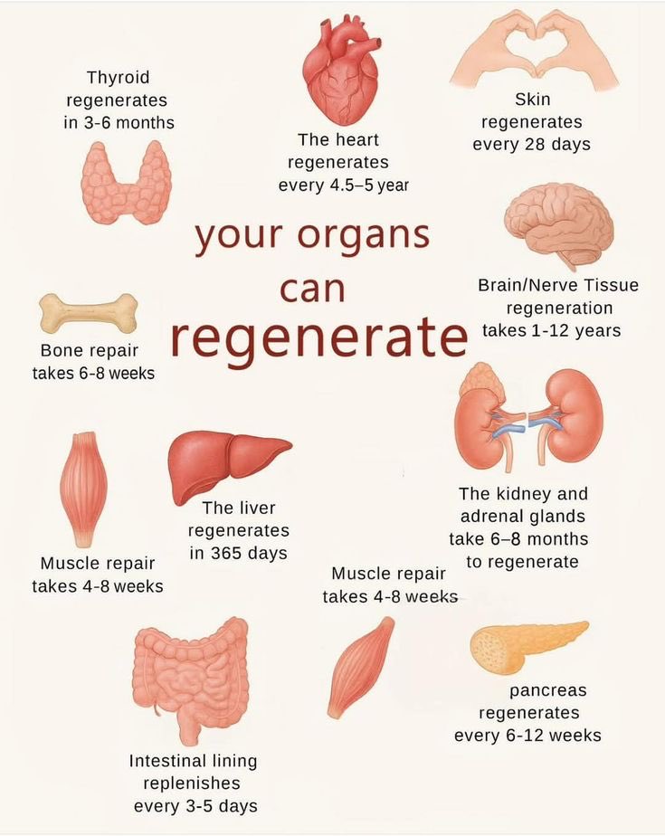 HEALTH__LIVING's tweet photo. Organs that can regenerate https://t.co/npNvutcCSM