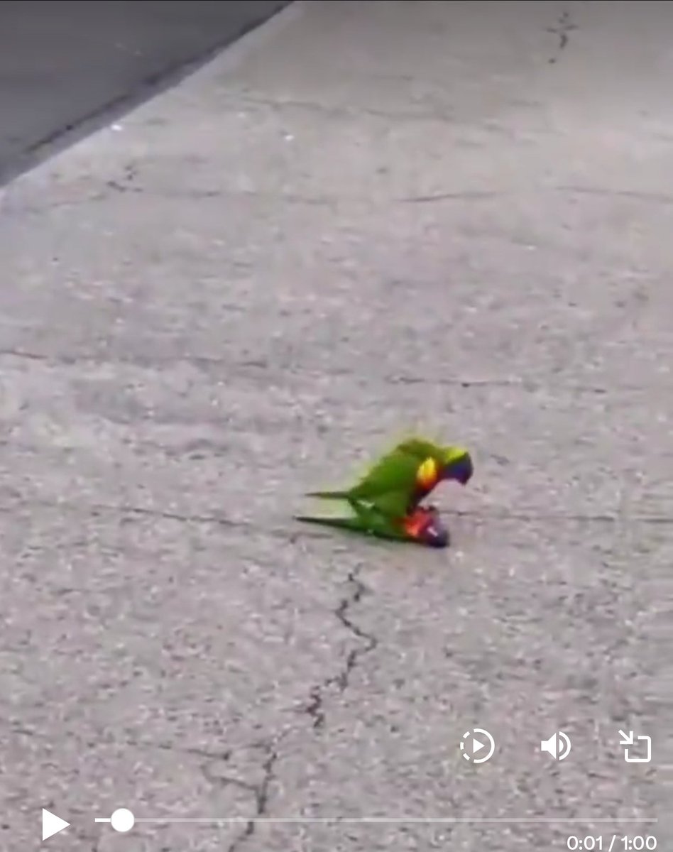 devilsnarefizz.eth (@devilsnarefizz) on Twitter photo <a href="/gunsnrosesgirl3/">Science girl</a> How does the bird know CPR ? <a href="/gunsnrosesgirl3/">Science girl</a> How does the bird know CPR ?