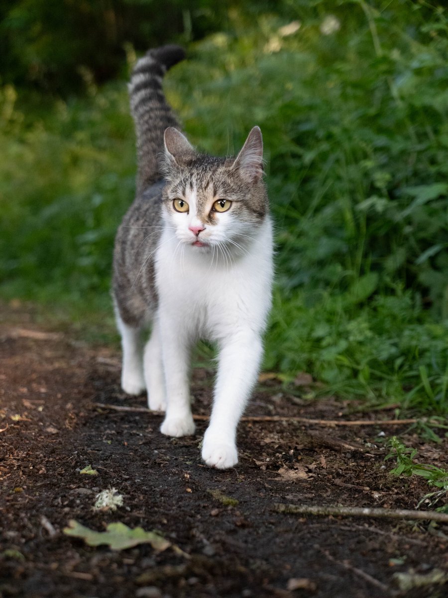 walkographer's tweet photo. Sometimes, my cat joins me when I go for a walk. https://t.co/UW35fagJNt