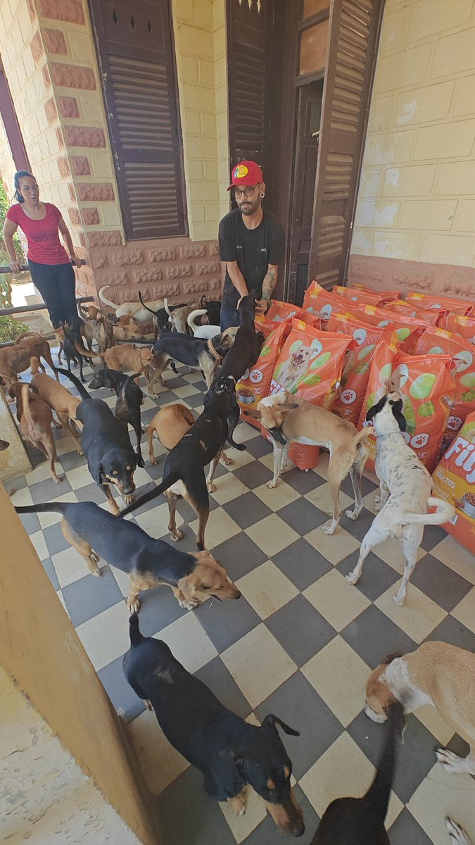 "Alone, we can do so little; together, we can do so much"

Huge Thanks to all the $Bert Community for once again providing 1 Ton of Dog Food to the AnimalGea shelter for rescued Dogs to have a better life.

Best Community in the Crypto Space