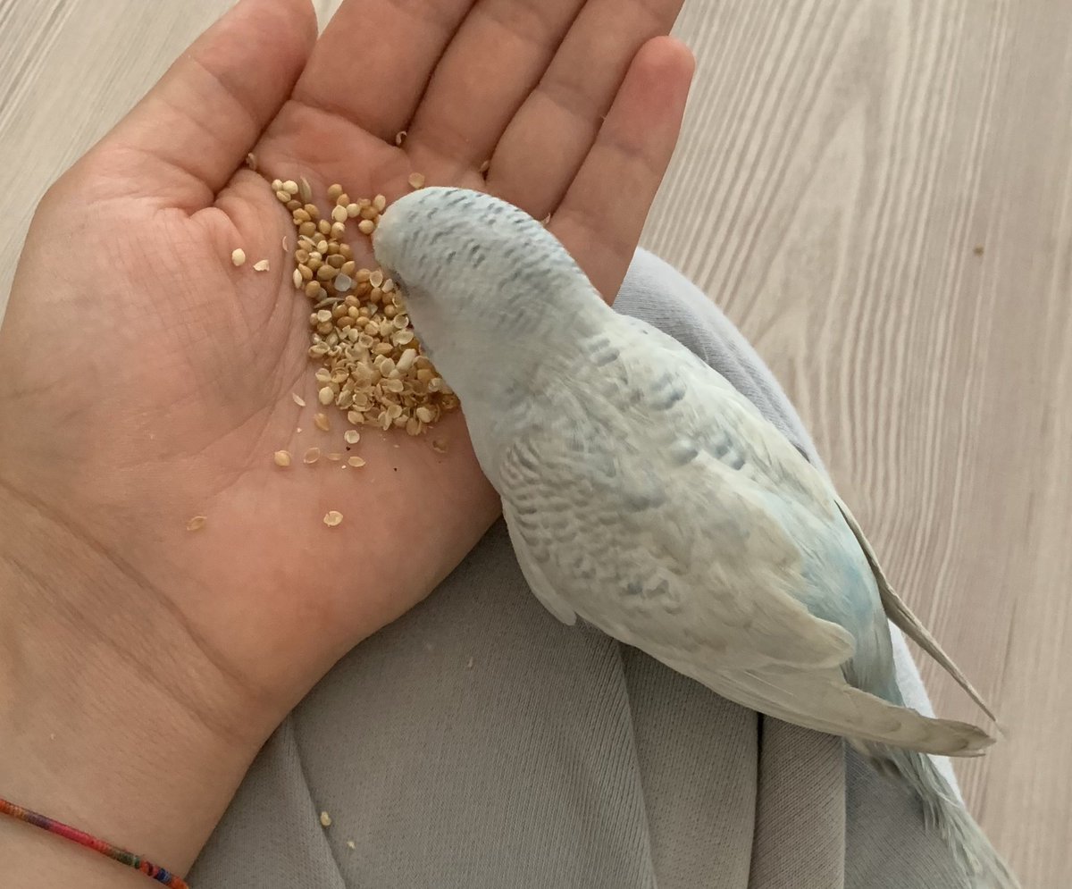 Benim kuşumun elde durma şartı yemek