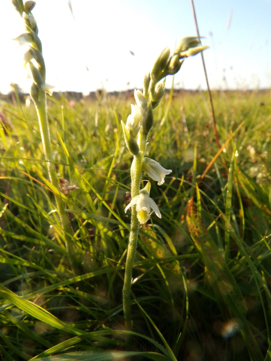 Final orchid species of the year hereabouts with the diminutive autumn lady's tresses on the Lots