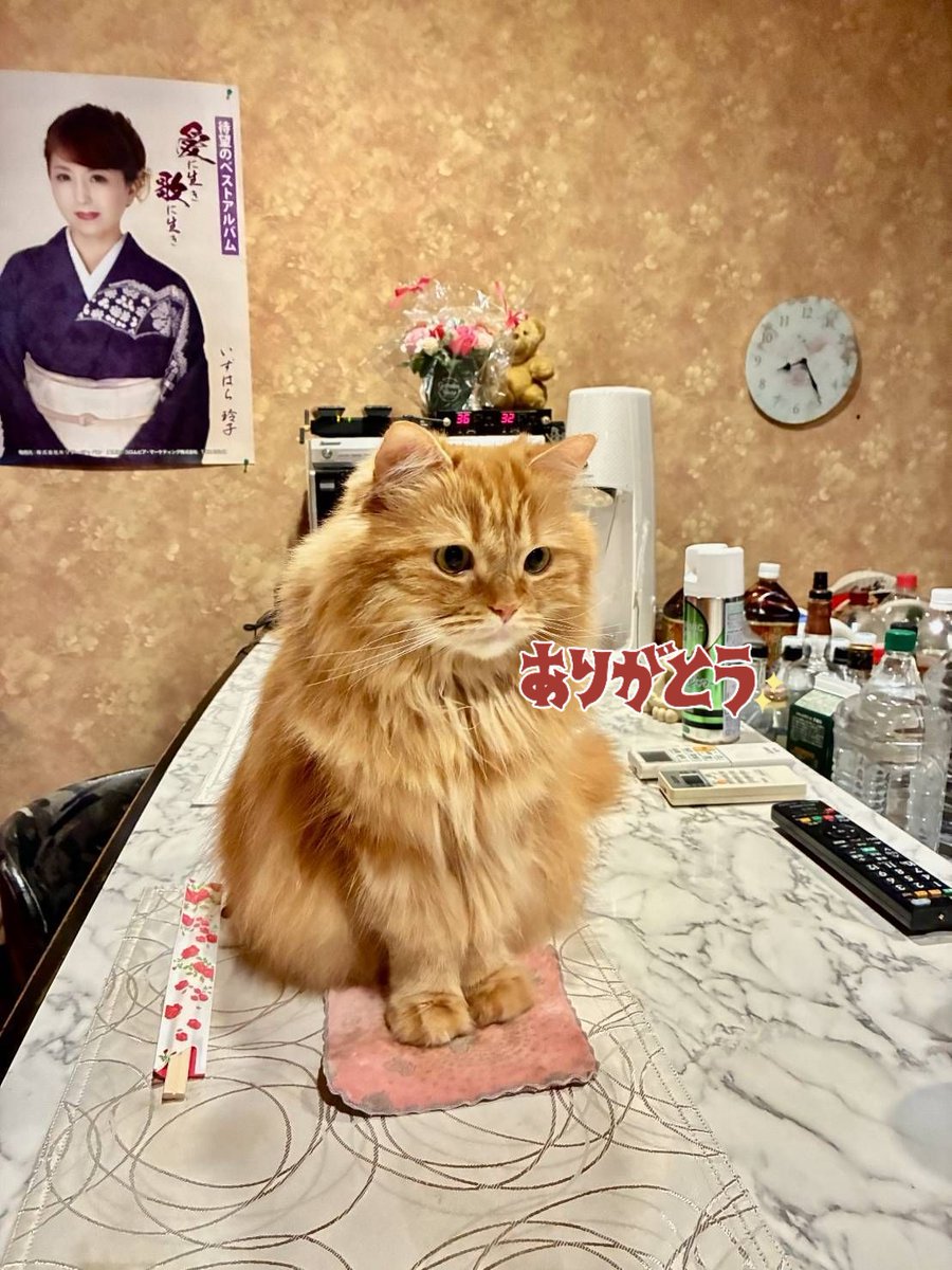 伊勢ちゃん😎&😺金太郎 (@J888buWRZSraezM) / X