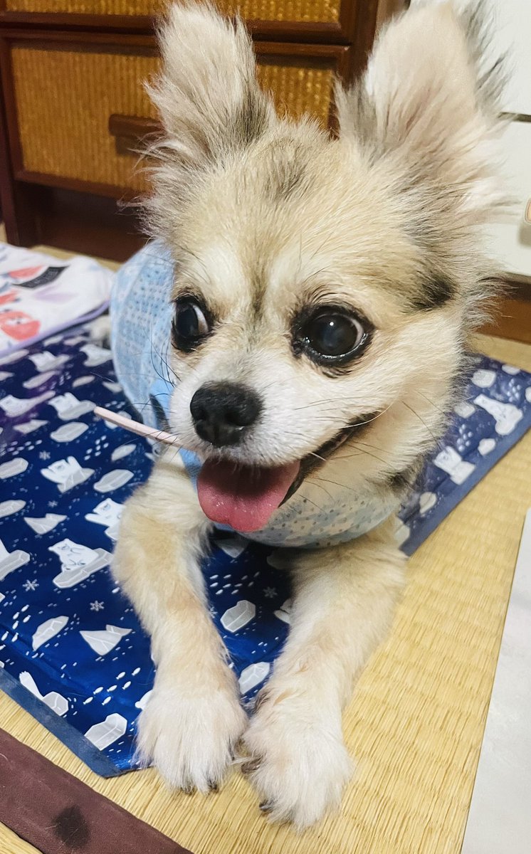 今日の夜ごはん🌙
青椒肉絲と手作りパンと葡萄酢
巨峰が2パック500円だったので、🍇皮ごと酢に漬けた🎶

今回は、咲ちゃん𐔌՞･·･՞𐦯
具合悪かったのが嘘みたい
目がイキイキしてきた👀✨️

水色ワンピ気に入ったみたい

#おうちごはん #夜ごはん
#果実酢 #手作り #ヘルシー

#デカチワワ