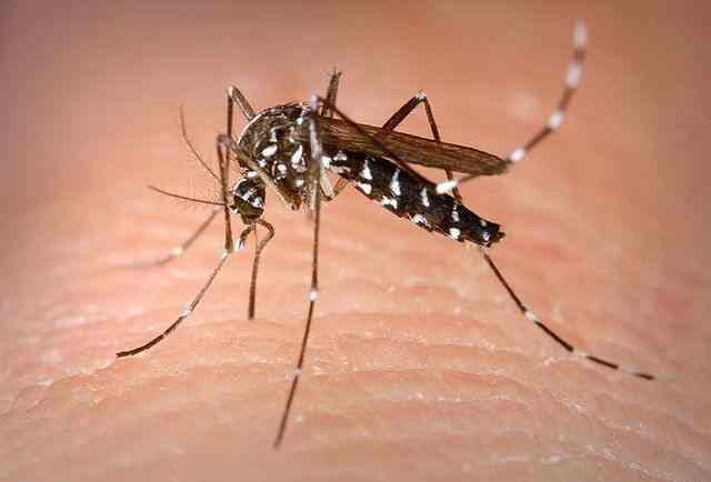 PAHO sounds alert for local chikungunya outbreaks, expanded Oropouche spread

In a chikungunya genotype shift, detection of ECSA at least four countries is concerning due to the risk of adaptation.

cidrap.umn.edu/chikungunya/pa…

Photo: microbiologybytes / Flickr cc