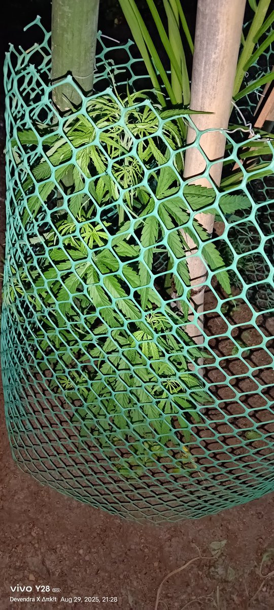 3 week ho chuke h ....abhi tak tomatoes 🍅 nahi aaye !? 🤦🏻‍♂️