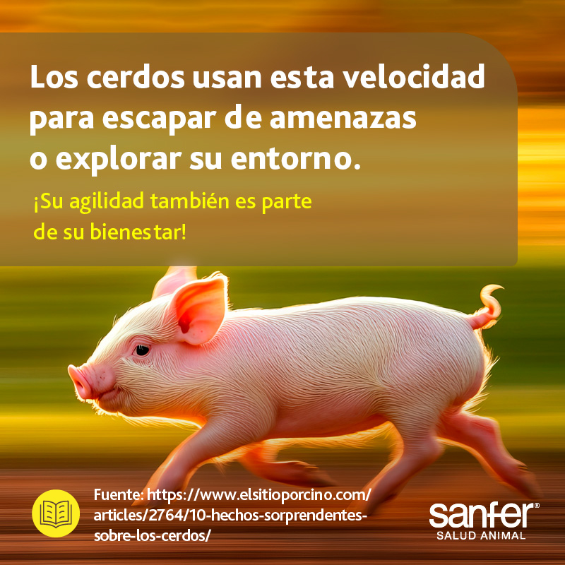 ¡La velocidad de los cerdos te sorprenderá!
Aunque solemos verlos descansando o comiendo, los cerdos domésticos pueden alcanzar una buena velocidad.🐷

📲 Desliza el carrusel.