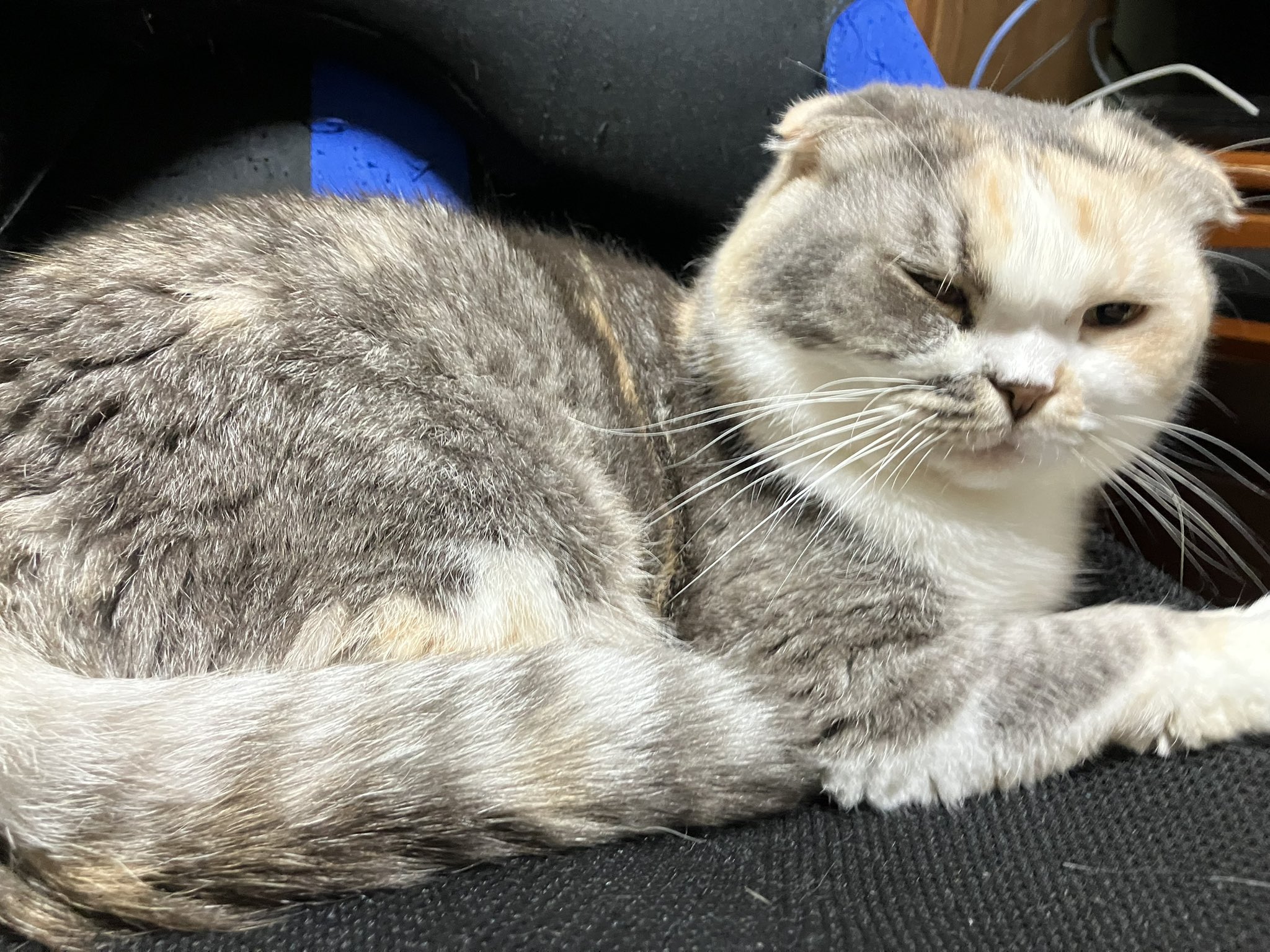 ひろ🍵🍉(SDK)😸🐈 on X: 