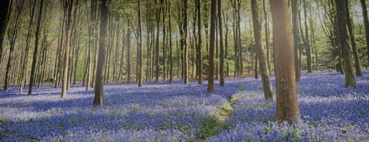 zoomunit.bandcamp.com/track/bluebell… From our new album "Astrocone, Copperneck And Cyclops", here's Bluebell Wood. Plus a bonus 📷☺️ By the way, the album is available as a free download on Bandcamp or as a limited edition CD.