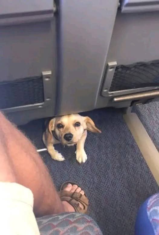 Hoy en el tren, una pequeña carita curiosa apareció debajo de mi asiento. 🐶 Dos grandes y tiernos ojos me miraron como diciendo: ¿Tú quién eres? Este perrito, al que llamé "Viajero", se sentó a mi lado, tranquilo y seguro de sí mismo. Una caricia después, nació una bonita