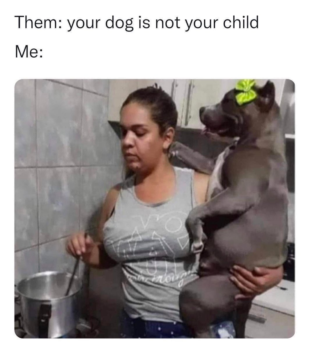 Can anybody relate? 🤣 

#animallovers #doglovers #funnymeme