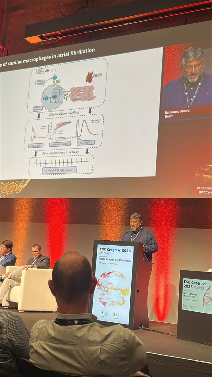 🚨 <a href="/emedei70/">Emiliano Medei</a> presenting our latest paper at #ESCcongress #ESC2025!
How IL-1β drives atrial fibrillation by priming cardiac resident macrophages and not cardiomyocytes. 
#Cardiology #cardioimmunology