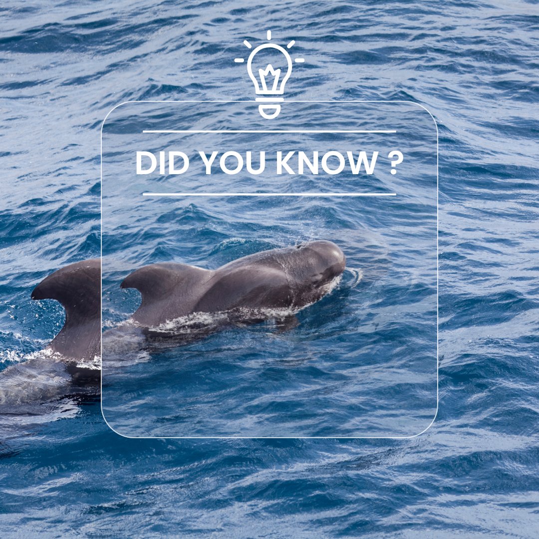 Did you know the waters off Ft. Walton are deep enough for short‑finned pilot whales to swim close to shore? Keep your distance and observe respectfully; they're protected species.