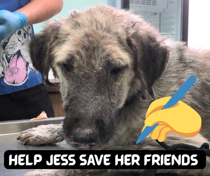 DogDeskAction's tweet photo. 🚨 Dogs in Turkey’s failing shelters are being beaten to death.
Sign NOW to demand action ⬇️
https://t.co/hBgCoPiNIU
#ShutTheShelters #NoMoreKars #SaveTurkeysDogs