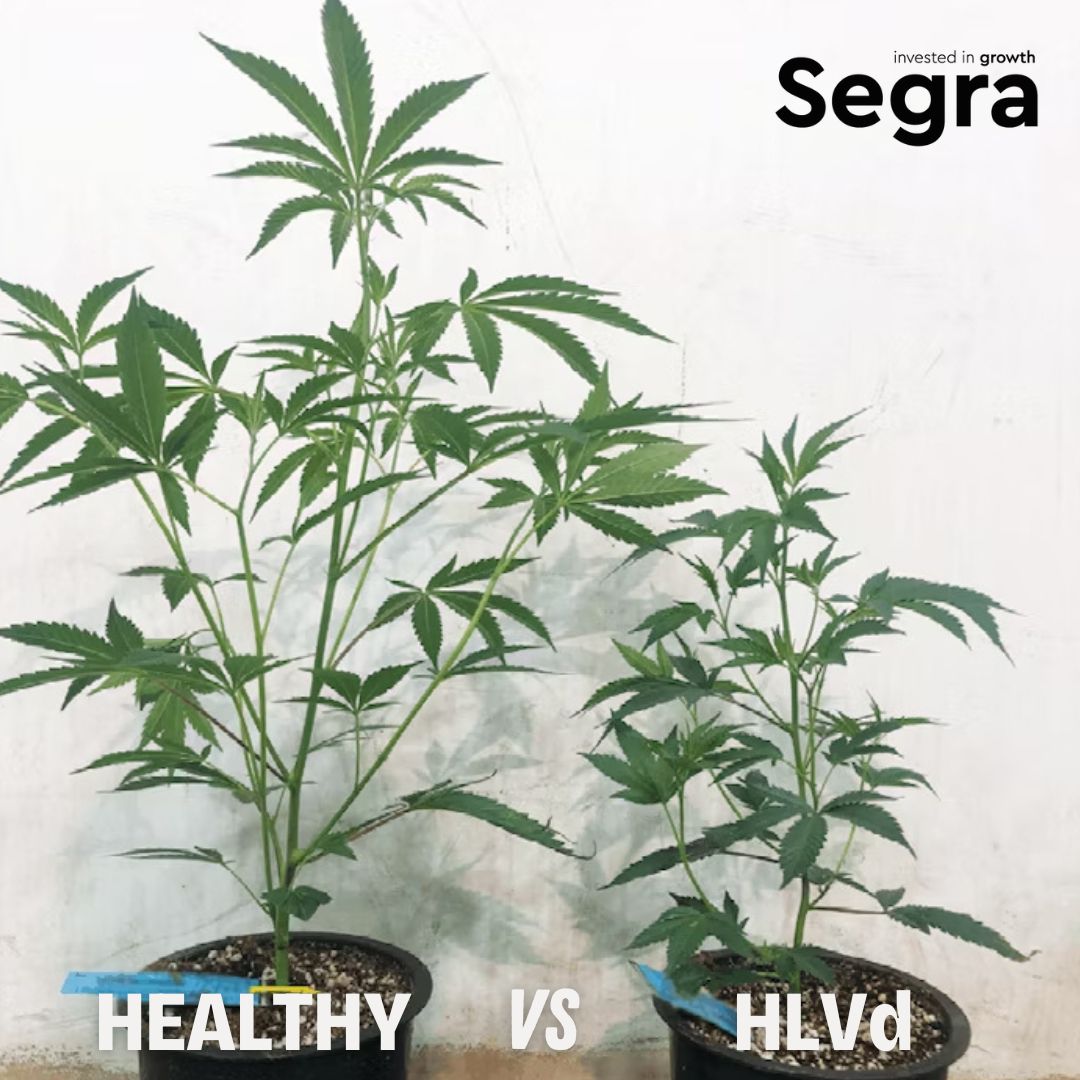 Hop Latent Viroid (HLVd) can quietly reduce yield, potency &amp; plant health, without showing early signs.
 
Segra’s industry-leading HLVd testing.
Don’t let hidden pathogens cut into your production. Stay proactive &amp; protect your genetics.
 
segra-intl.com/hlvd-testing