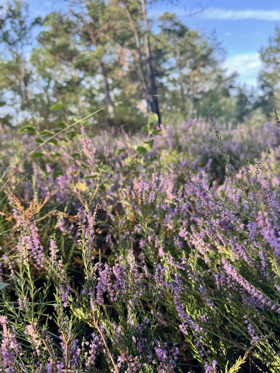 MIRECLIM project tweet media