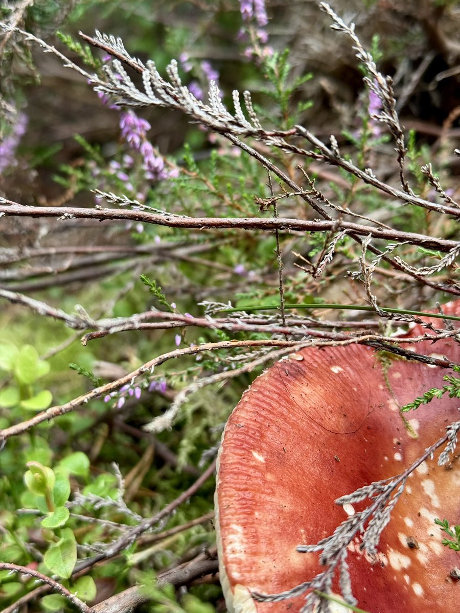 MIRECLIM project tweet media