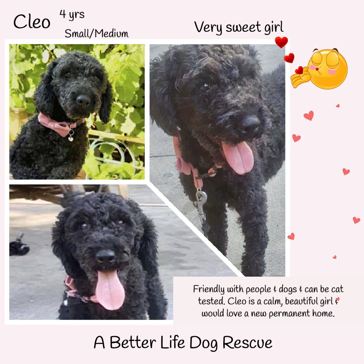 The_Animal_Team's tweet image. 4yo CLEO is a sweet girl, who looks like a Poodle mix. Her owners left the country &amp;amp; left her behind. 😠 She is now living with a foster family in Romania where she has been well socialised. She is friendly with people &amp;amp; dogs &amp;amp; can be cat tested. Well mannered and calm, this…