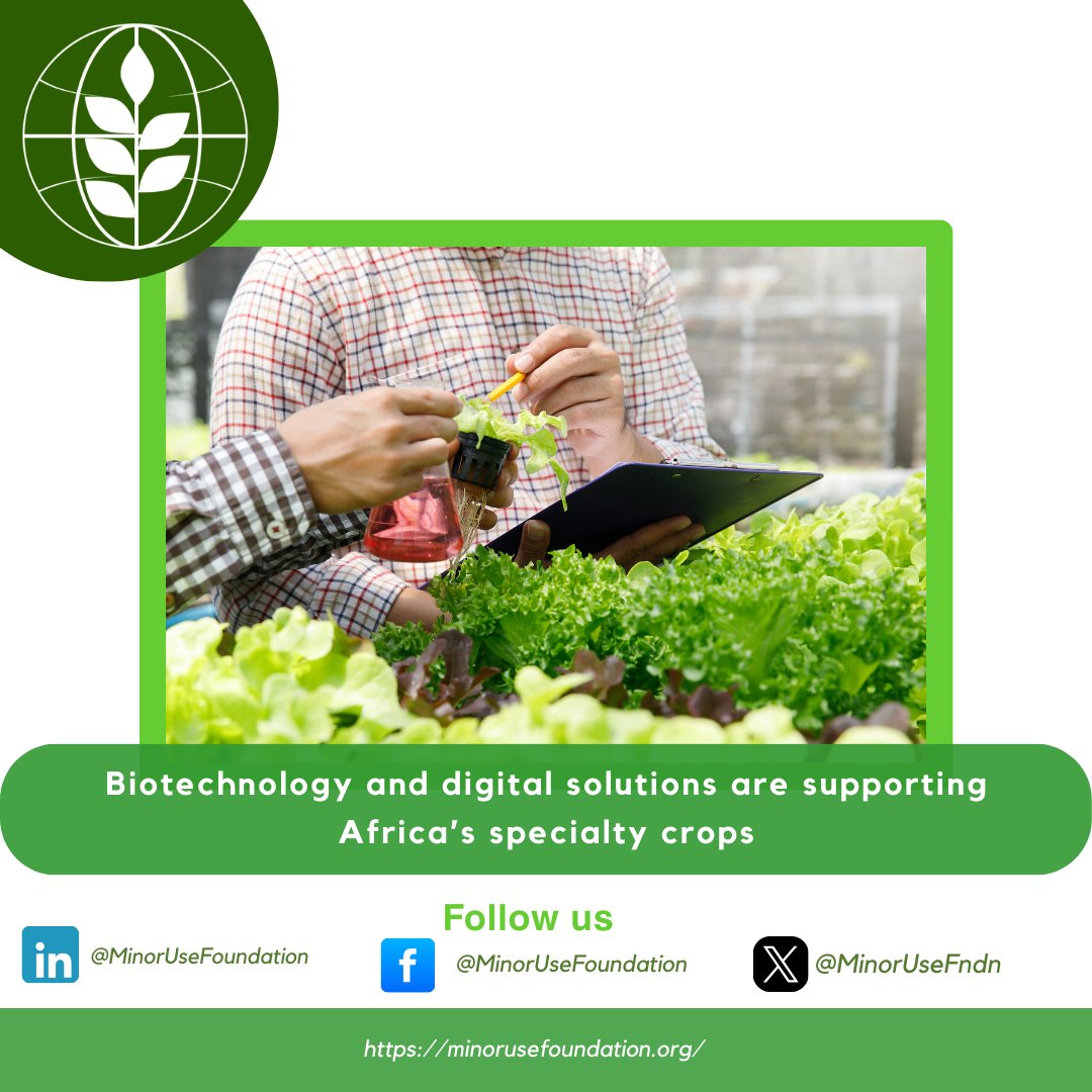 MinorUseFndn's tweet image. Research on genetic editing and remote sensing offers new ways to tackle diseases like citrus greening. These innovations in biotechnology and digital tools are key to safeguarding African specialty crops. #AfricaAgriculture #MinorUseFoundation #SpecialtyCrops #CropProtection