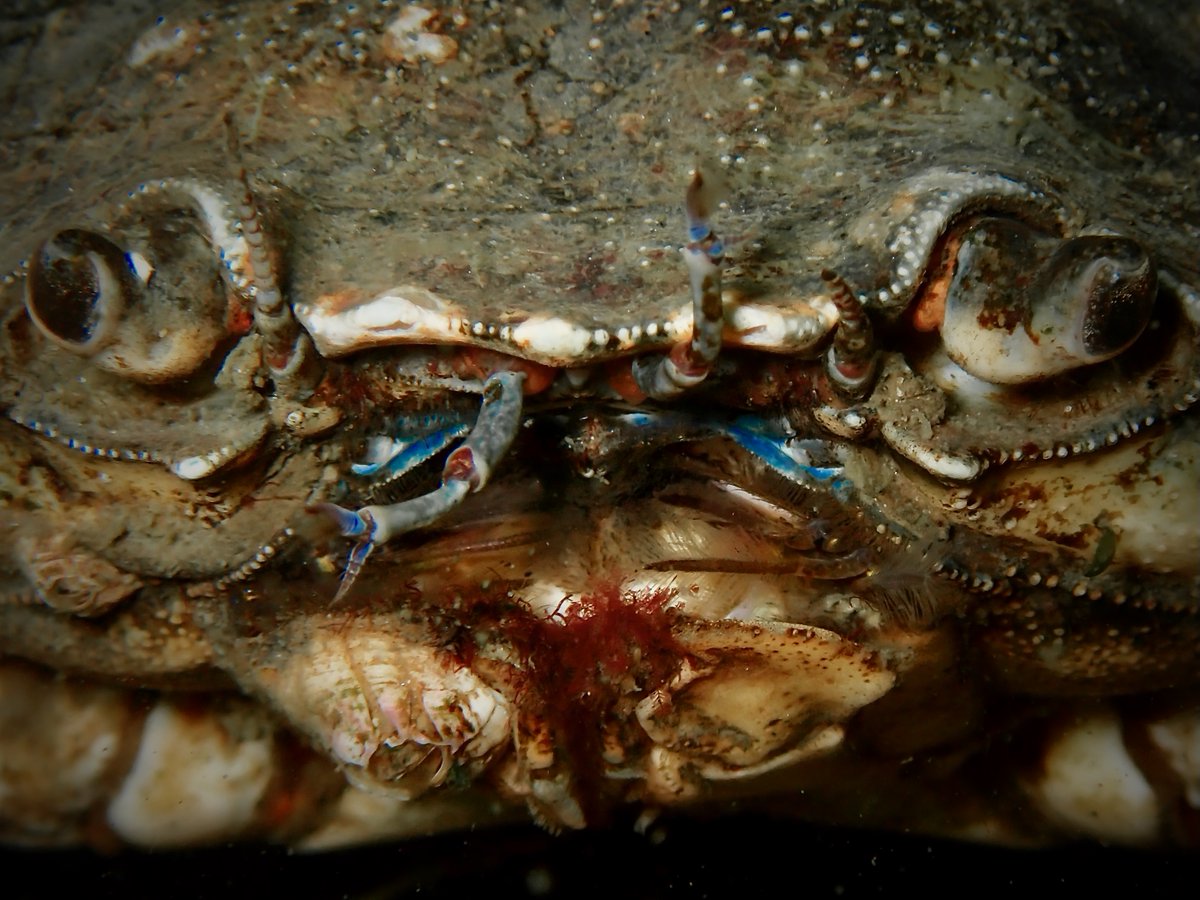 sysenem's tweet image. Zeeland, Den Osse’de tüplü dalış sırasında karşıma çıkan bu yengeç, Kuzey Denizi tabanında gizlenen yaşamın ne kadar çeşitli ve etkileyici olabileceğini gösteriyor. #OMSTG7 ile çekildi. 🦀🌊 #SuAltıBiyolojisi #Dalış #MakroFotoğraf