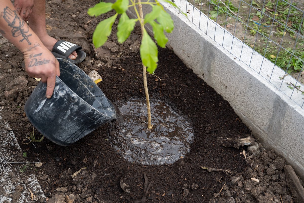 montevideoIM's tweet photo. En la jornada de hoy, la comisión verde de vecinos y vecinas del realojo del asentamiento El Che plantó árboles y otras plantas en sus nuevas viviendas, con el fin de mantener los espacios verdes comunes y embellecer su nuevo hogar 🏡🌱 https://t.co/C4f1MEnpnz