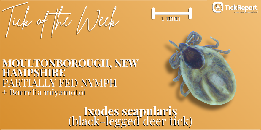 We detected Borrelia miyamotoi in this black-legged deer tick from Carroll County, New Hampshire! B. miyamotoi is a bacterium that can cause hard tick relapsing fever if transmitted to the tick's host.