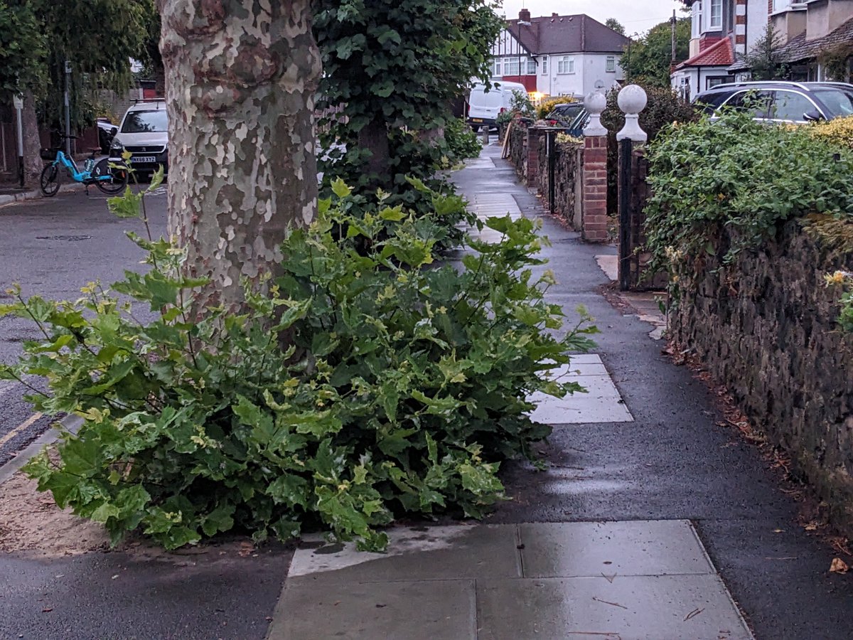 Basal growth now rife and obstructing pavement in Mitcham Park - a <a href="/Merton_Council/">Merton Council</a> street tree challenge