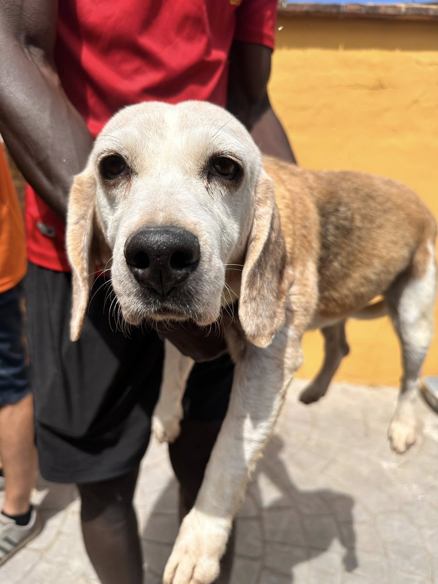 #Málaga
#BETTE tiene 9 años. Con esa carita nos la sacaron del interior de una jaula donde había estado toda su vida criando. Sin correr, sin jugar, sin hacer travesuras, como le gusta a los beagle.

Es una perrita independiente y curiosa. Se lleva bien con todos los demás perros