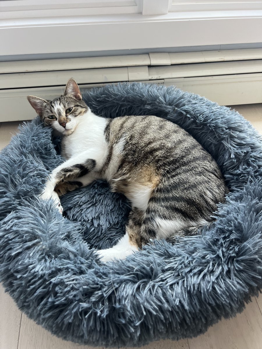 With school back in session, your cat can finally get back to their busy schedule of cat naps. 📚😴

📸 @maddie_tillem

#catspride #catnap #sleepycat #cutecat