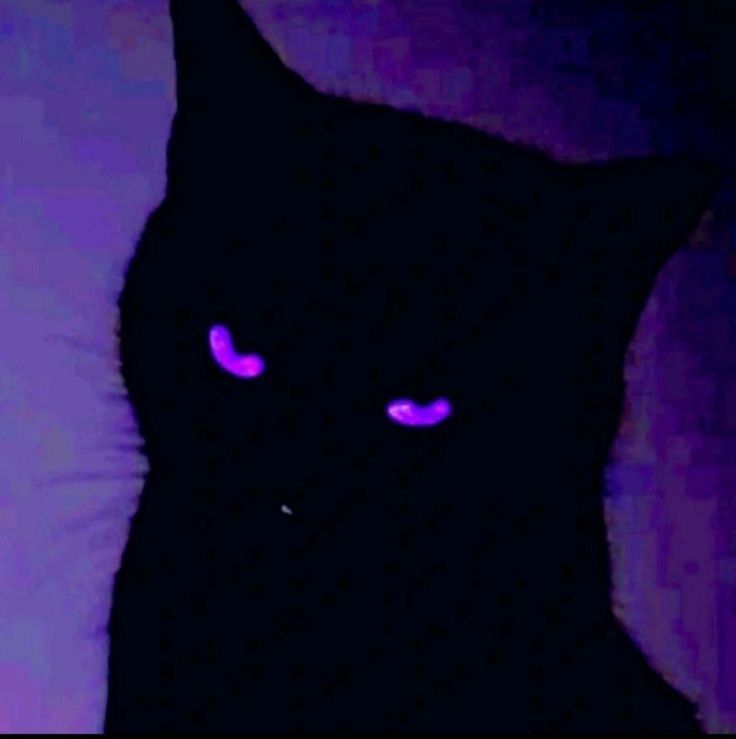 minteddave's tweet photo. CA 6zrzqaJmPB341CLSBeYhbkuK8kmTpkF8BwycW2bzpump

Vamps everything

Vampcat https://t.co/CT1kZzl0B8