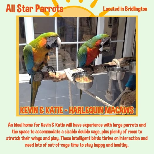 The_Animal_Team's tweet image. If you&apos;re looking for a comical duo to brighten your life, meet KEVIN &amp;amp; KATIE, vibrant Harlequin Macaws with personalities as bold as their feathers! An ideal home for this duo will have experience with large parrots &amp;amp; the space to accommodate a sizeable double cage, plus plenty…