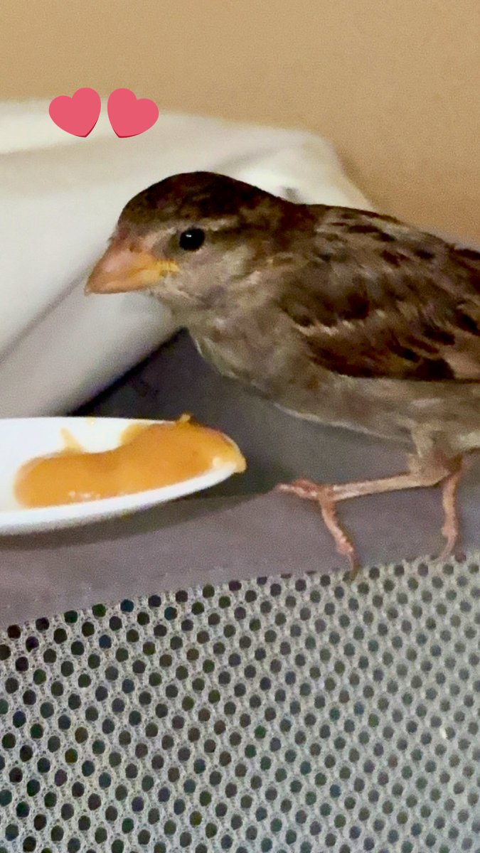 Meet Lulu. 

This little sparrow is only about 2½ weeks old. She fell nearly six feet off our garage roof and landed on the hot hood of the car. Fragile, dazed, and so new to life, she could have easily been lost in that moment.

I scooped her up, cooled her down, and gave her a