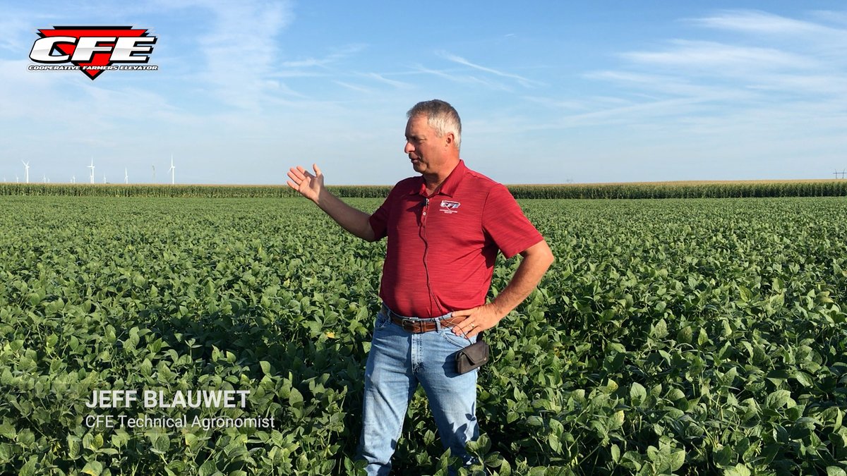 Yellowing soybeans? Here we break down what’s normal maturity vs. brown stem rot and sudden death syndrome: ow.ly/Hplt50WOglR #CFEFieldFriday