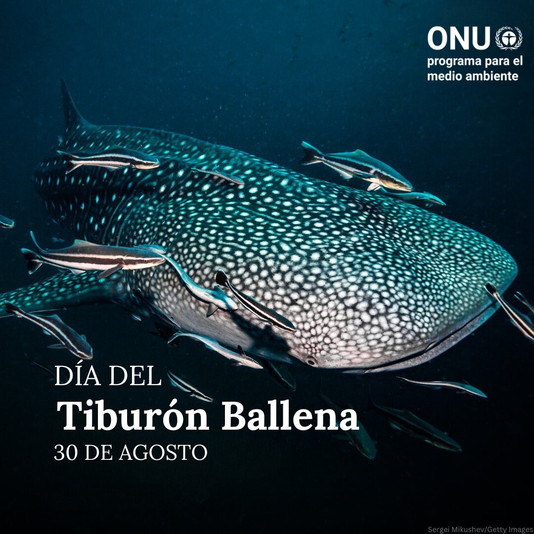 Los tiburones ballena son esenciales para la salud de los ecosistemas marinos.

Sin embargo, la contaminación, el cambio climático y la destrucción de su hábitat les han puesto en peligro.

Ayuda a proteger a estos majestuosos animales con más #AcciónClimática.

via <a href="/unep_espanol/">Programa ONU Medio Ambiente</a>
